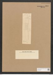 Hantzschia amphioxys var. erythraea Grun. (de-Toni-Nr.: Genus 50, Species 2204) Zeichnungen Sammlung Grunow Nr. 4605 (NHMW-BOT-W0372640)